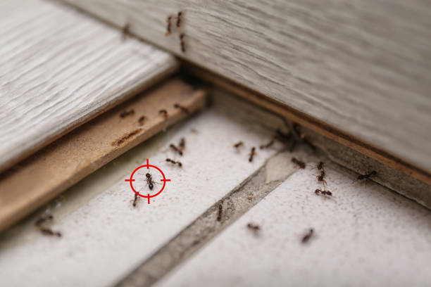 Best Wasp Removal Services  in Hudson, FL