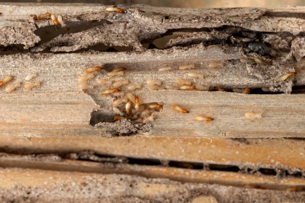 Best Termite Control Services  in Hudson, FL